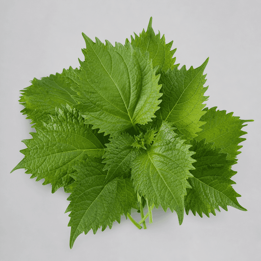 Fresh Shiso